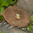 Bird's Egg