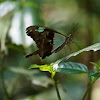 Apple Green Swallowtail