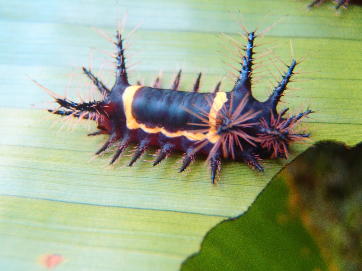 Black Saddleback Caterpillar