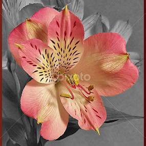 Clarity by Diana Postill - Flowers Flower Arangements