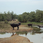 Borneo Water Buffalo