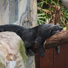 Binturong