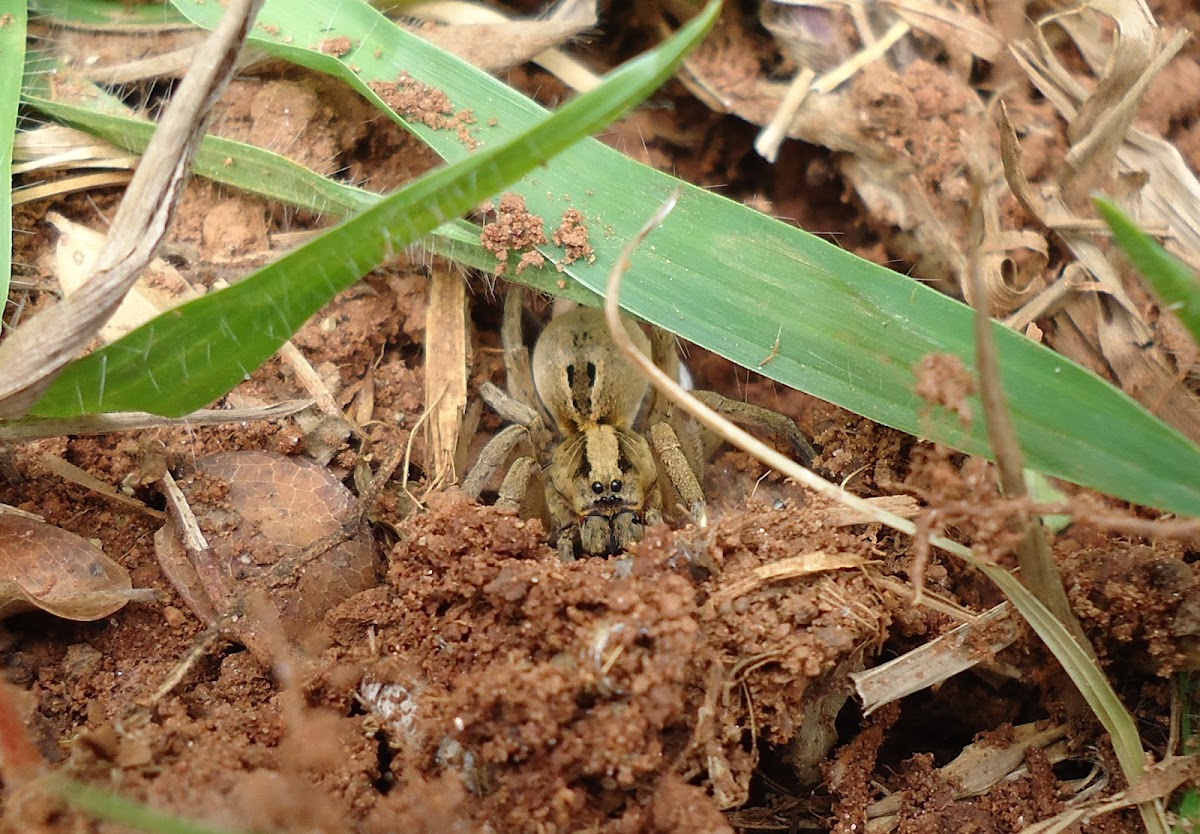 Spotting Project Noah