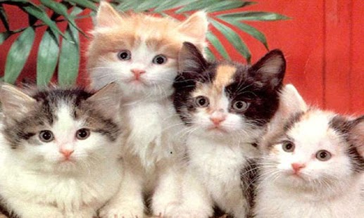 Divine Cats Screenshots 1