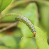 Argid sawfly larva