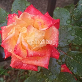 Rose Beauty by Aleksandra Ivanković Mazzuka  - Flowers Flower Gardens