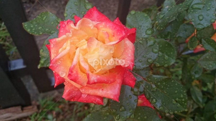 Rose Beauty by Aleksandra Ivanković Mazzuka  - Flowers Flower Gardens