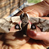 western sphinx moth?