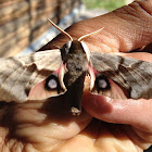 western sphinx moth?