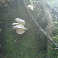 Fungi of NL