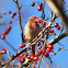 House Finch