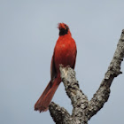 Northern Cardinal