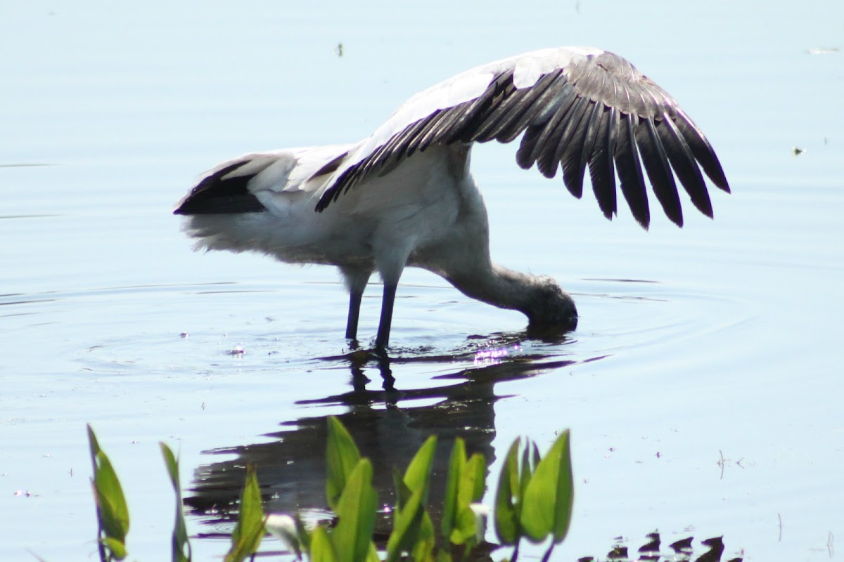 Wood Stork