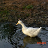 American Pekin duck