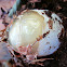 The Common Stinkhorn - Egg