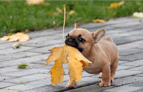 無料个人化AppのCute Puppy Pictures|記事Game
