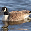 Canada Goose