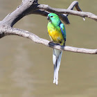 Red rumped parrot