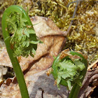 Ostrich Fern