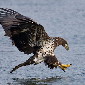 Going for the Grab by Rod Schrader - Animals Birds