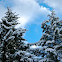 Snow covered Douglas Fir
