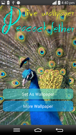 Peacock Feather Live Wallpaper