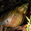 Giant East African land snail (shell)