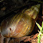 Giant East African land snail (shell)
