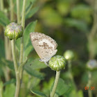 Plains Cupid Butterfly (dry season form)