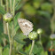 Plains Cupid Butterfly (dry season form)