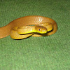 Tawny Cat Snake