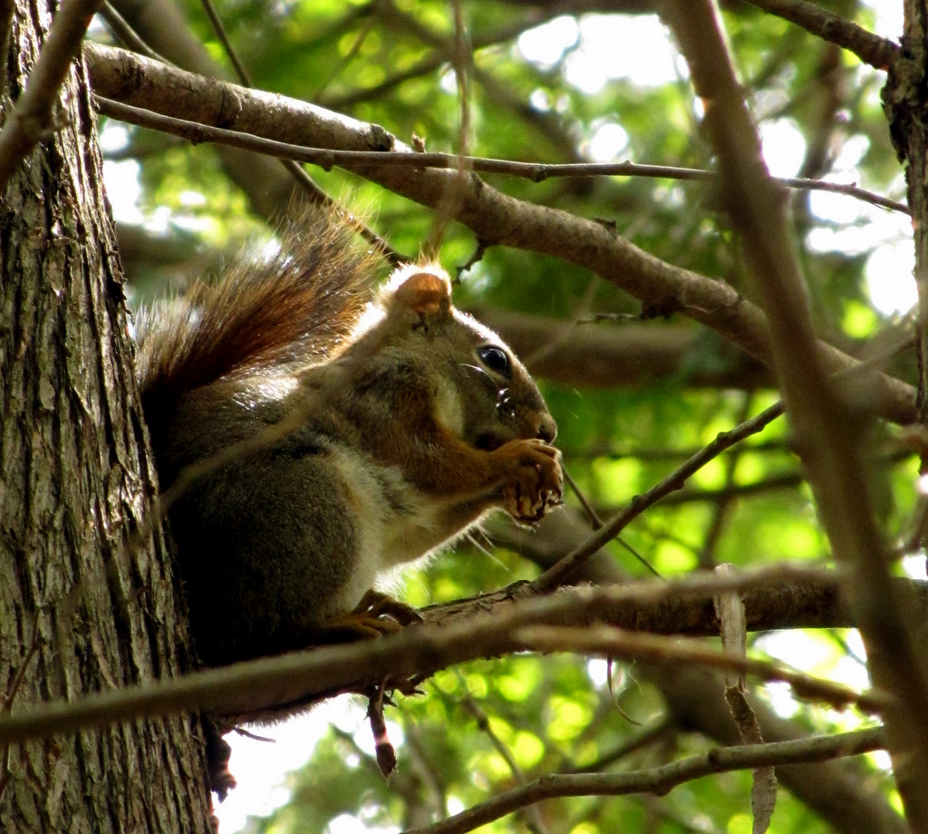 American Red squirrel