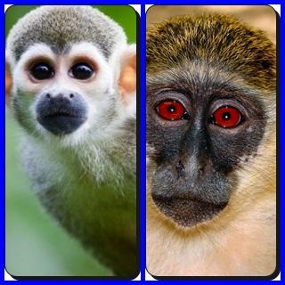 Crazy Monkey Find Difference