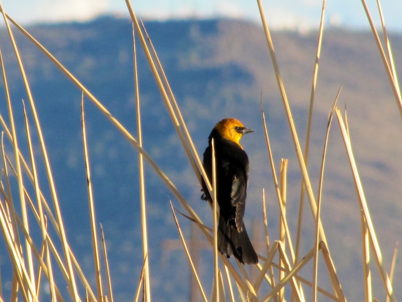 Yellow-headed Blackbird