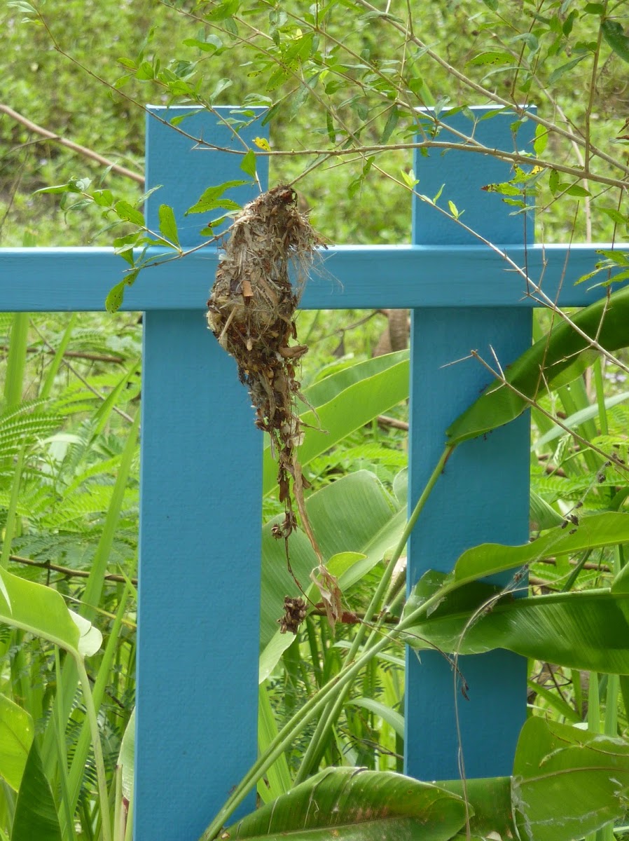 Olive-backed Sunbird nest