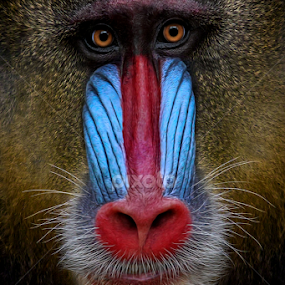 Big Boss by Michael Milfeit - Animals Other Mammals