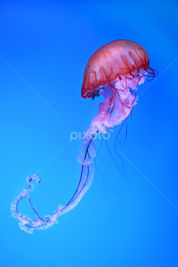 Pink Jelly by Amanda Hunter - Animals Sea Creatures