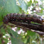 Southern Pink-striped Oakworm Caterpillar