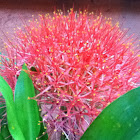 Blood Lily