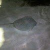 Reticulated Whipray