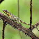 Pygmy Lizard