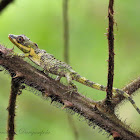 Pygmy Lizard