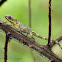 Pygmy Lizard