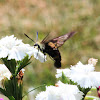 Snoberry clearwing hummingbird moth