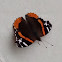 Red Admiral butterfly