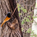 Common redstart