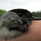 Eurasian Blackcap