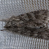 Early Grey Moth