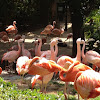 Chilean Flamingo and Caribbean Flamingo