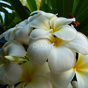 Frangipani by Kirsten Gamby - Flowers Tree Blossoms